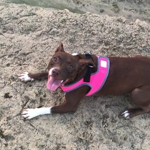 Meet your Posher, Tess